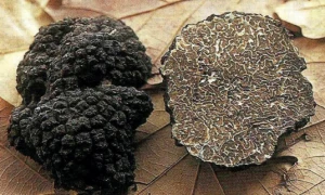 犀利士5mg每日錠需要吃多久？從作用機制到心理調適的完整指南